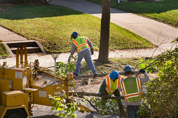 Leaf Removal in Broussard, LA