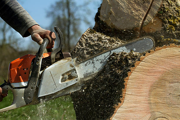 How Our Tree Care Process Works  in  Broussard, LA